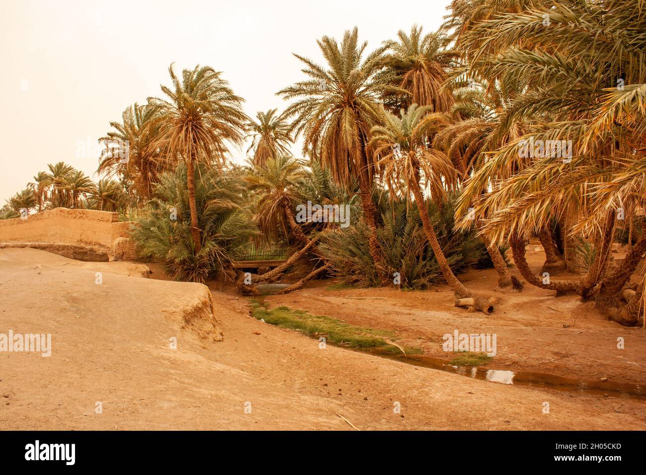 Oasi e paesaggio del deserto del Sahara fotografato in Marocco Foto Stock