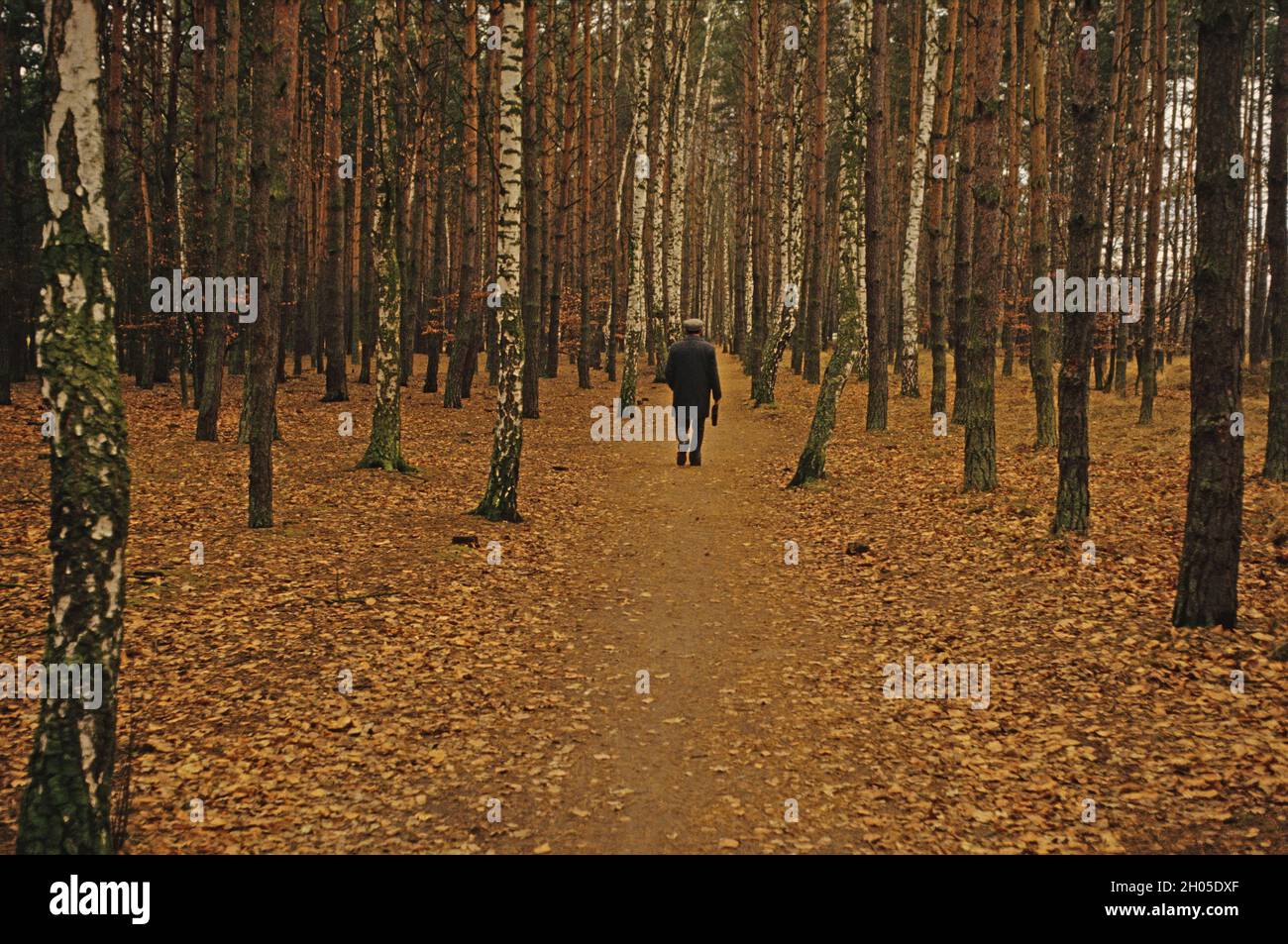 Uomo anziano che cammina da solo nella pineta autunnale Foto Stock