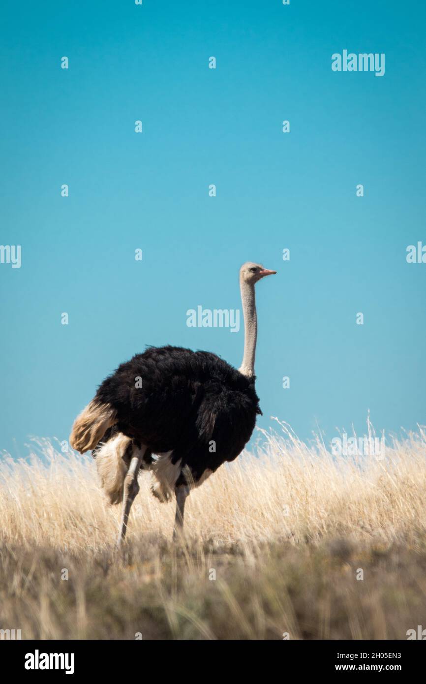 Uno struzzo maschio si trova in un campo di erba secca in un caldo paesaggio africano. Foto Stock