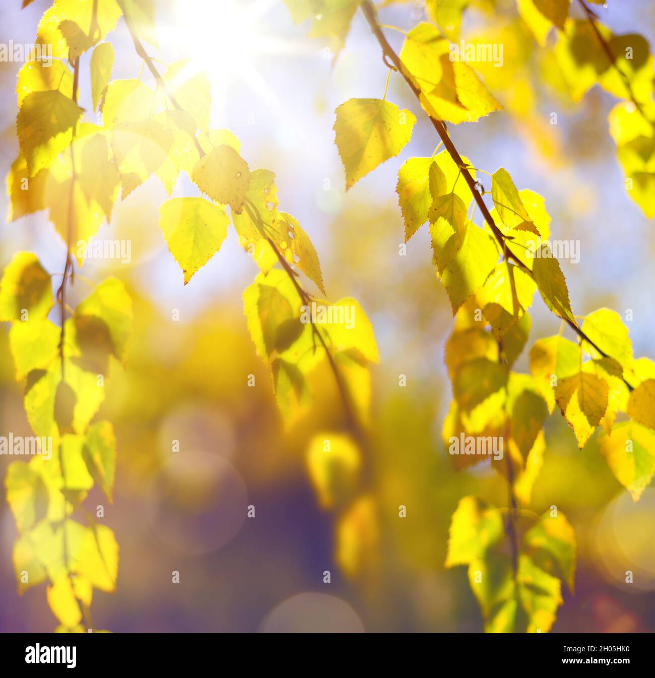 Arte sfondo soleggiato con foglie gialle d'autunno e sole splendente. Autunno natura banner sfondo design. Foto Stock