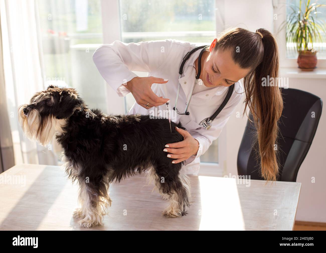 Schnauzer in miniatura al veterinario. Medico femminile che dà il vaccino ad un cane Foto Stock