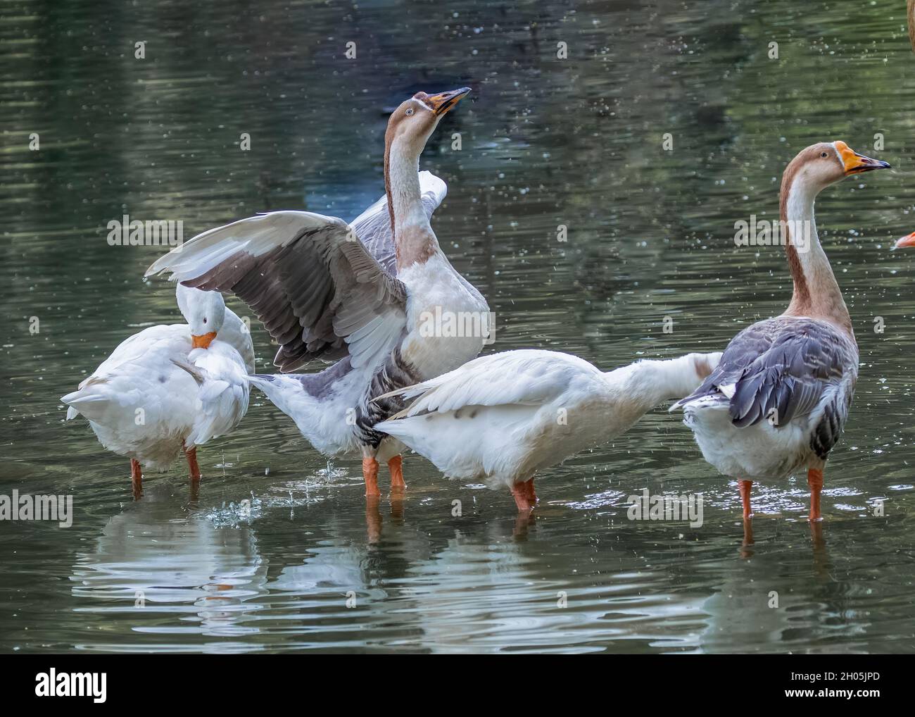 L'oca domestica che asciuga le sue piume con l'altra oca Foto Stock