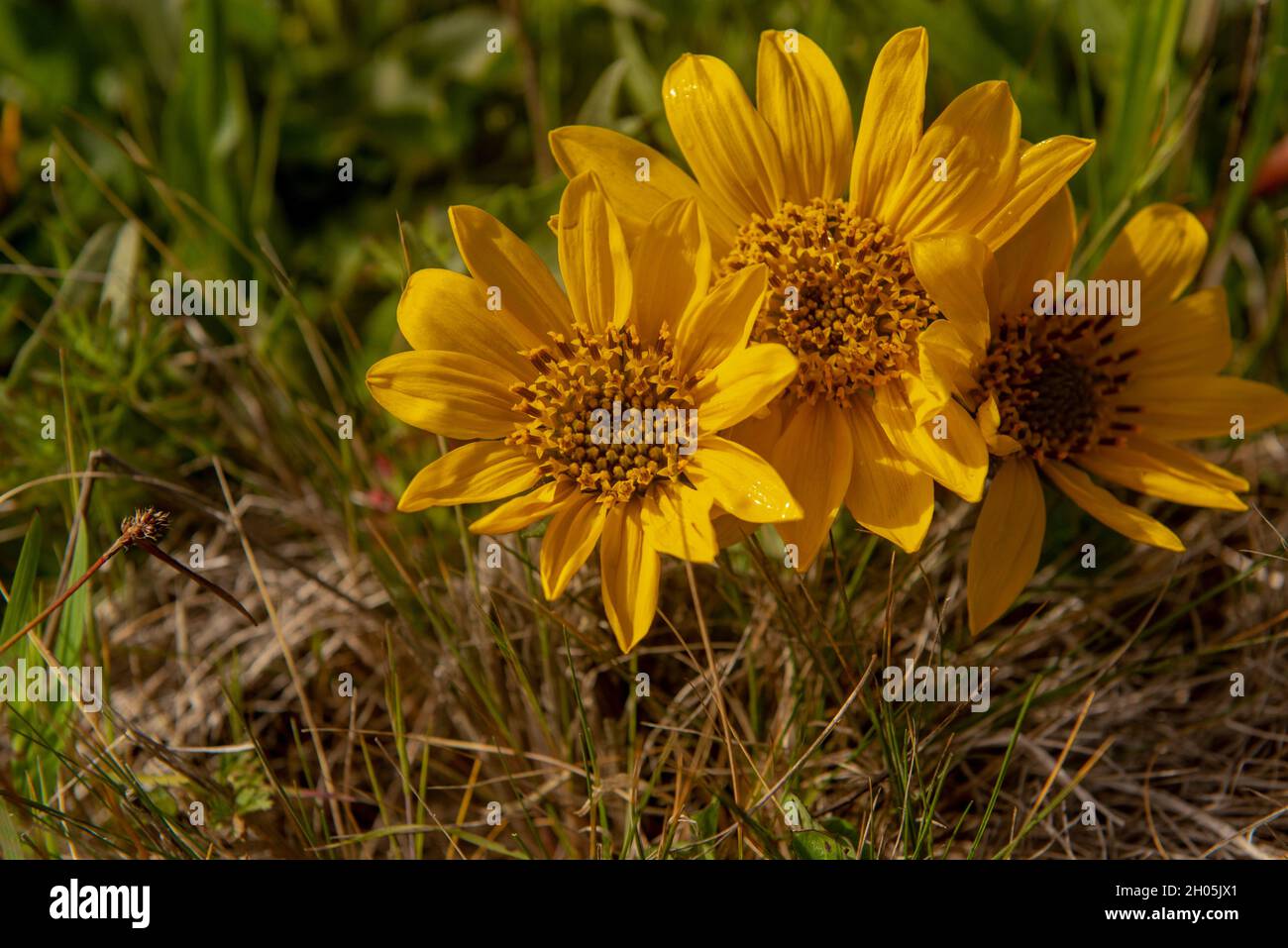 Mule anni, Wyethia mollis, tre fiori in natura in California contro il verde vicino al terreno, visto dall'alto Foto Stock