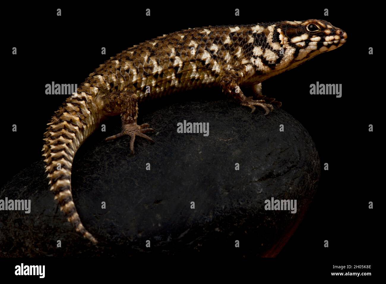 Skink a coda di rondine (Egernia hosmeri) Foto Stock