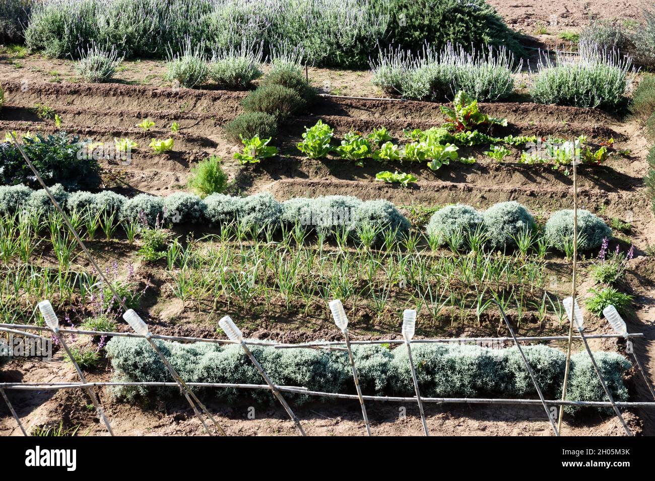 Valencia Spagna agricoltura huerta terreno vegetale coltivare ortaggi Foto Stock