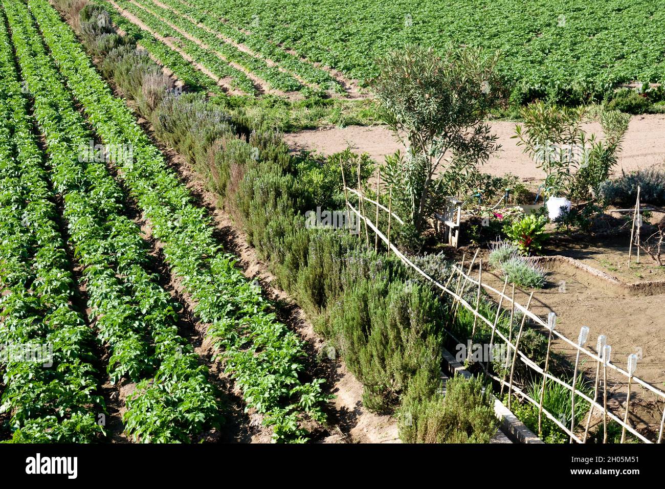 Spagna Valencia campo agricolo huerta Foto Stock