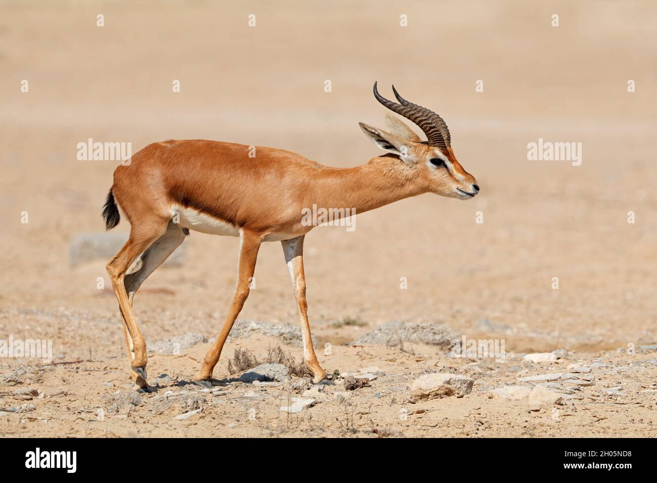Gazelle maschio Arabiche di montagna (Gazella cora) in habitat naturale, Penisola Araba Foto Stock