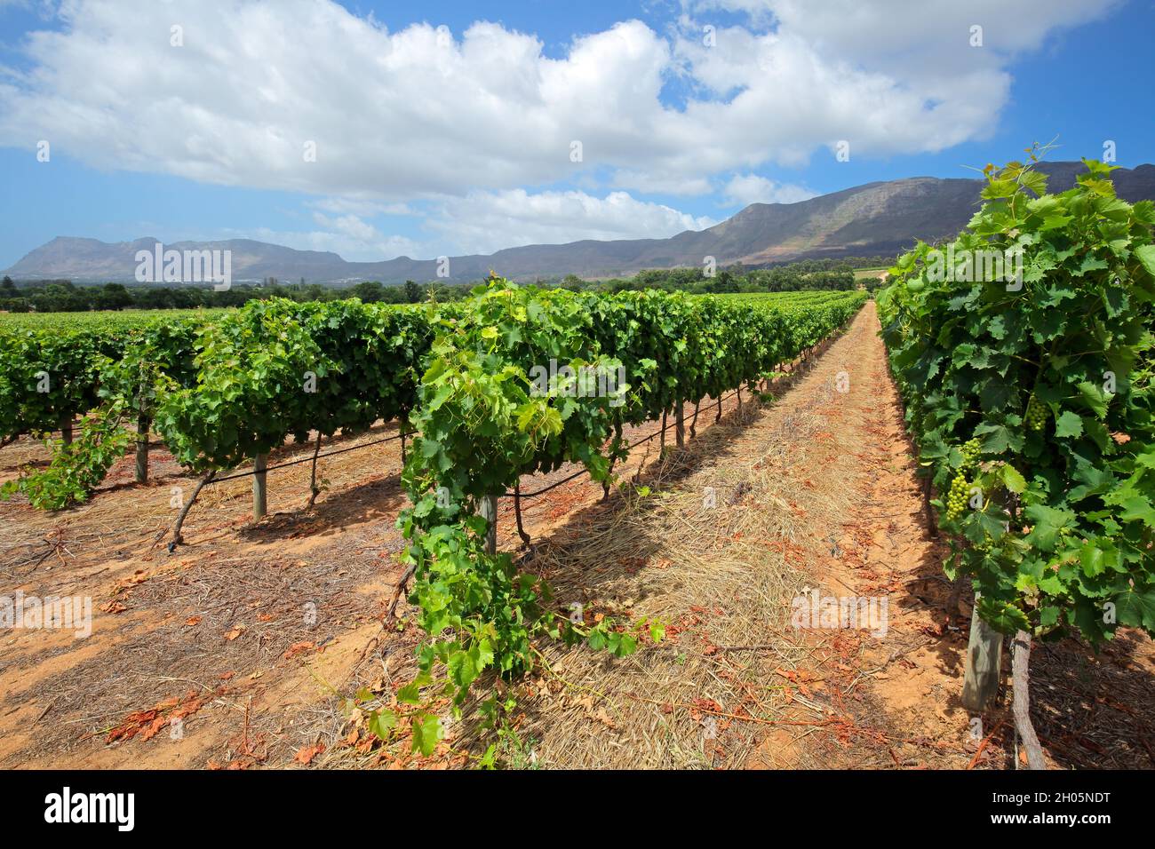 Paesaggio panoramico di una vigna contro uno sfondo di montagne, Cape Town, Sud Africa Foto Stock