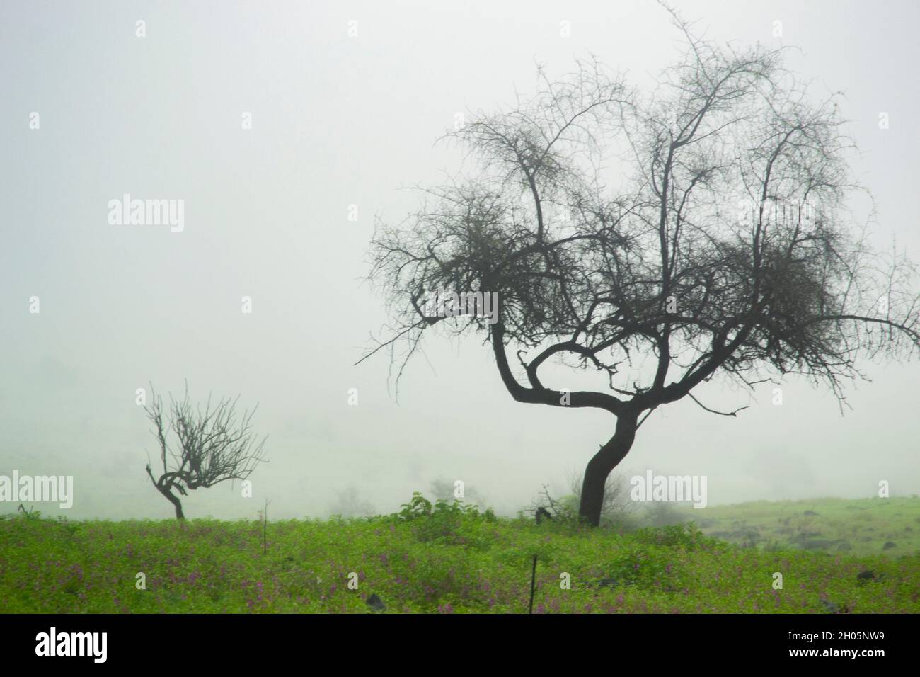 Orizzontale. Immagine nebbia sulle montagne di Salalah Foto Stock