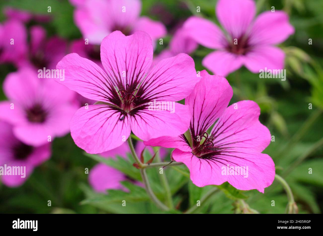 Fioritura rosa brillante di geranio 'Patricia' perenne in un bordo giardino. REGNO UNITO Foto Stock