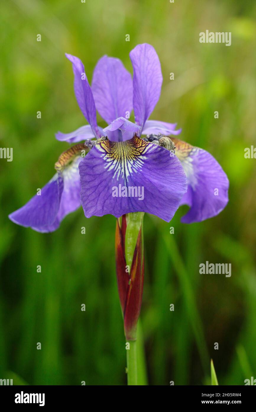 Iris sibirica "Re Blu" Iris siberiano che mostra i caratteristici fiori viola profondi con gola venata gialla. REGNO UNITO Foto Stock