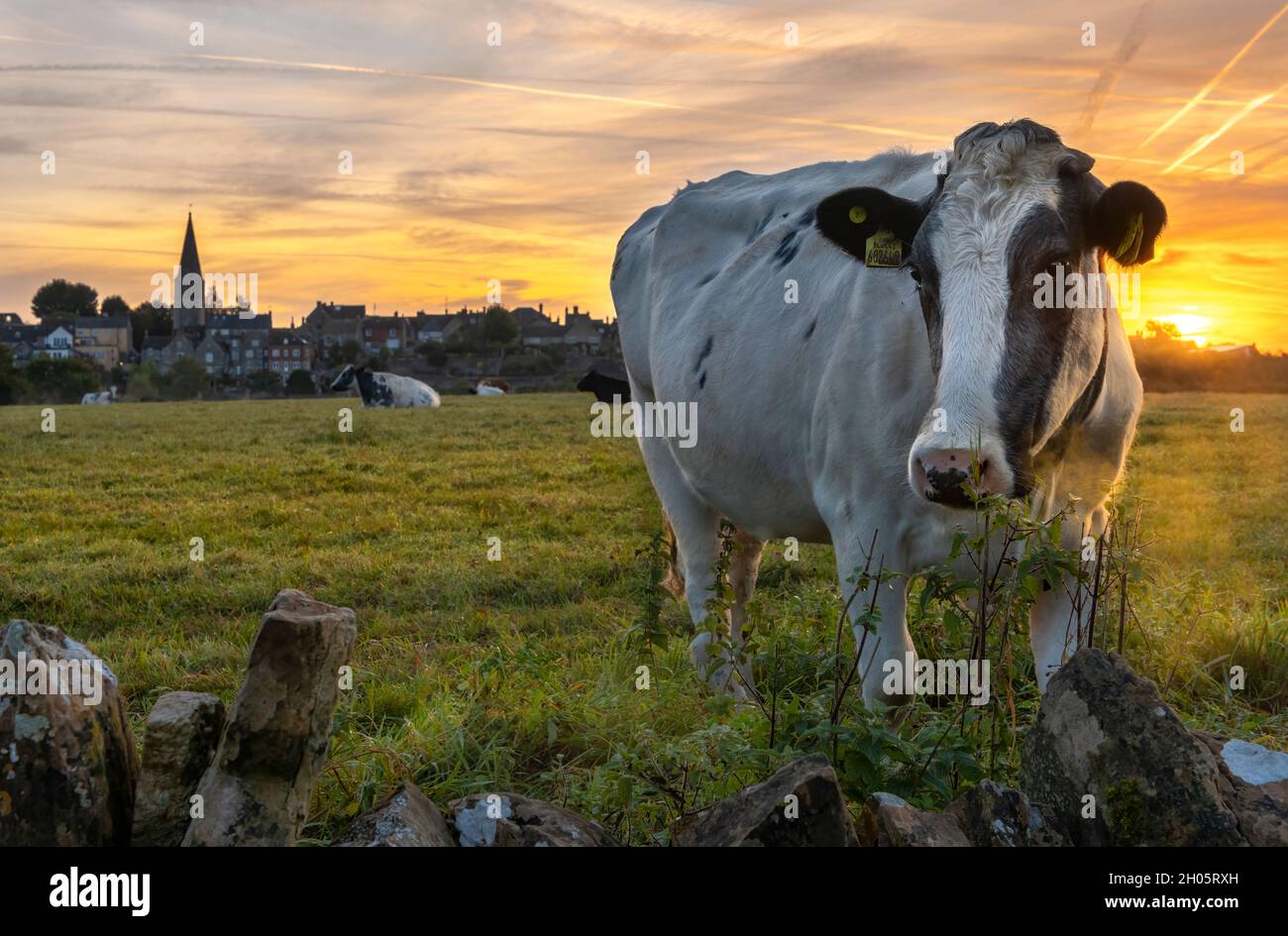 In una fresca mattinata di ottobre, il sole sorge sulla cittadina collinare di Malmesbury nel Wiltshire, mentre le mucche si svegliano per un fresco inizio di giornata. Foto Stock
