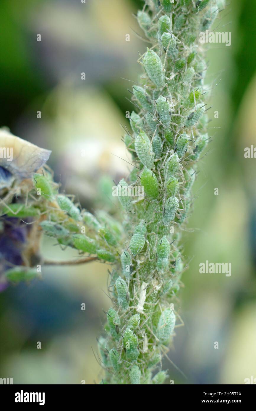 Albifroni Macrosiphum. Infestazione di afidi Lupin sul fiore Lupin. REGNO UNITO Foto Stock