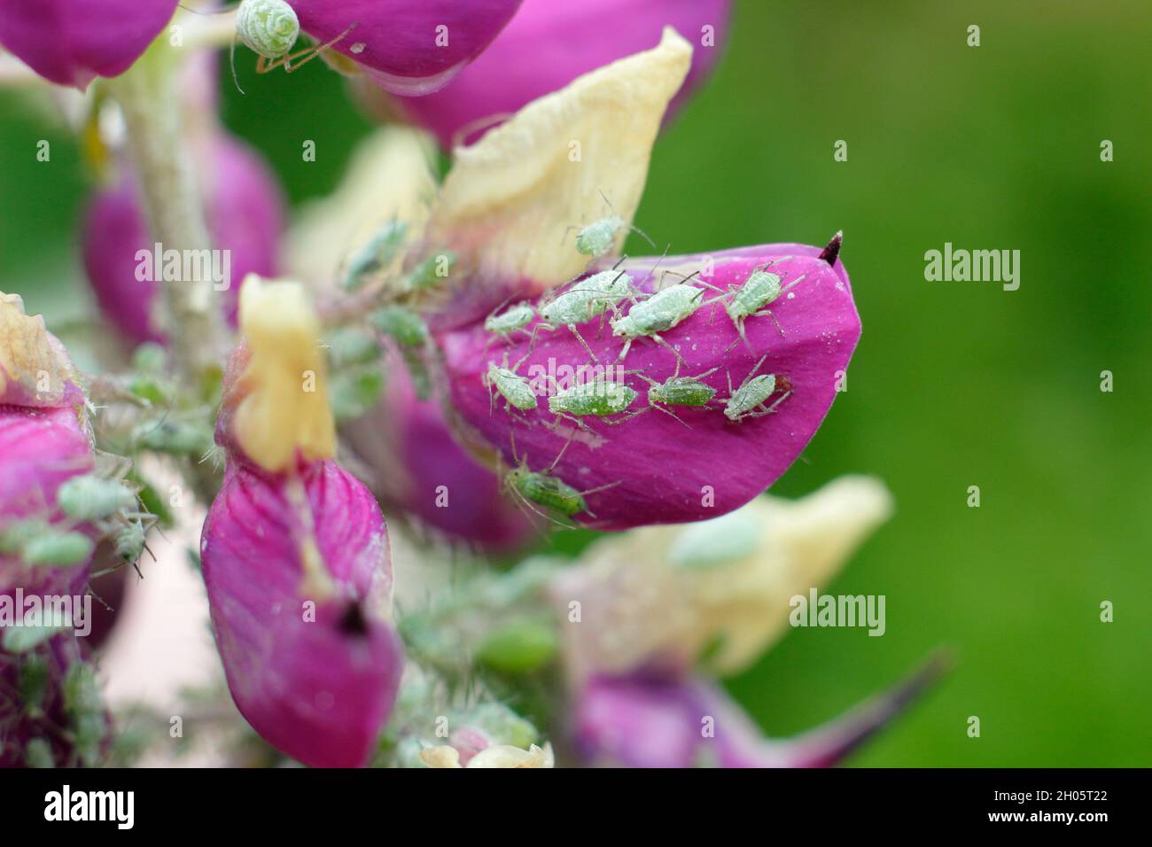 Albifroni Macrosiphum. Infestazione di afidi Lupin sul fiore Lupin. REGNO UNITO Foto Stock