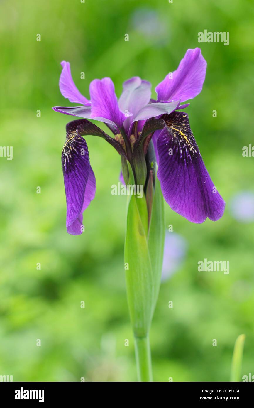 Iris 'Fratello di Cesare'. Fiori viola intensi di Iris sibirica 'fratello di Cesare' iride siberiana in un bordo giardino. REGNO UNITO Foto Stock