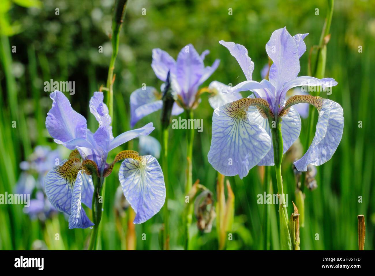 Iris sibirica 'Perry's Blue'. Viola pallido fioriture di iride siberiana Perry's Blue in un bordo giardino. REGNO UNITO Foto Stock