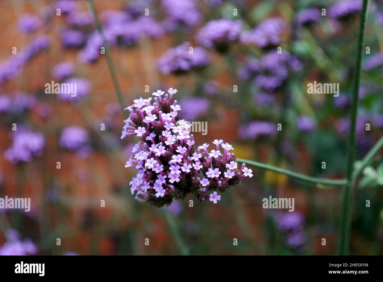 Tiny Purple Top 'Verbena bonariensis' Fiori coltivati ai confini del RHS Garden Bridgewater, Worsley, Greater Manchester, UK. Foto Stock