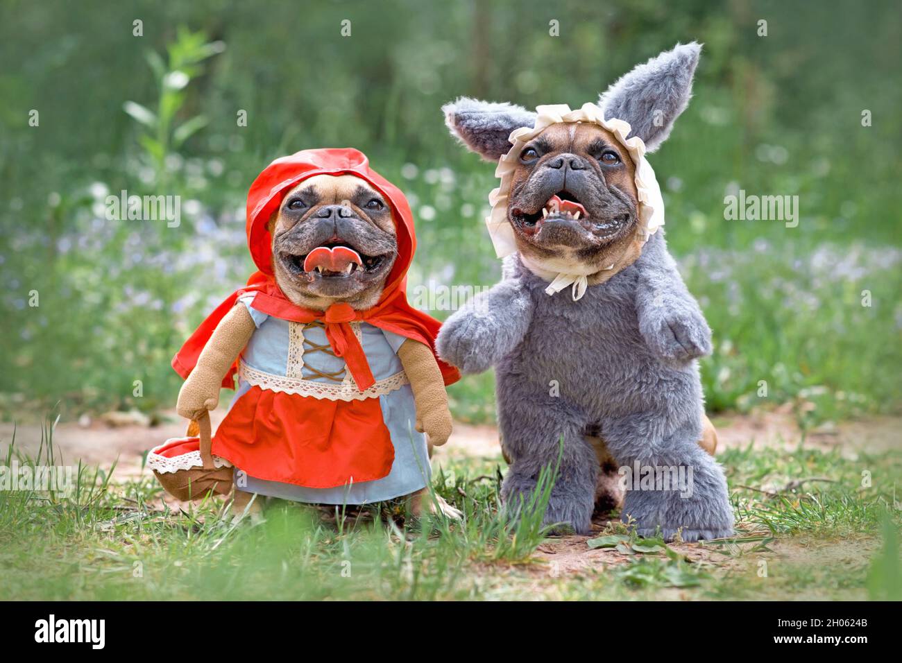 Happy i cani Bulldog francesi vestiti come personaggi fiabeschi Little Red Riding Hood e Big Bad Wolf con costumi a corpo pieno con armi false nella foresta Foto Stock