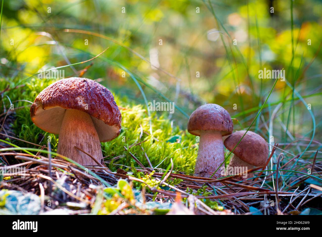 Tre funghi porcini crescono nella foresta autunnale. Cucina reale di funghi cep. Boleto che cresce nella natura selvaggia Foto Stock