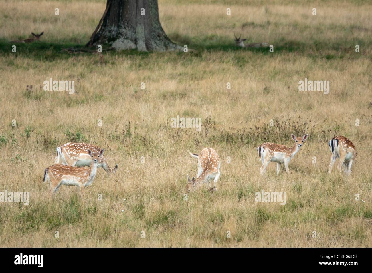 Bellissimo cervo di fava nella campagna inglese Foto Stock