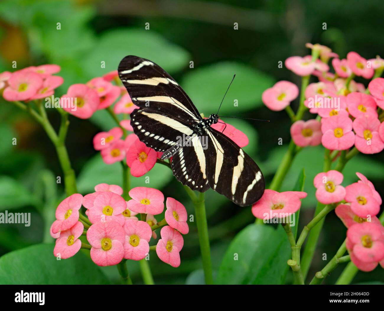 Farfalla a strisce Tiger poggiante su fiori rosa Foto Stock