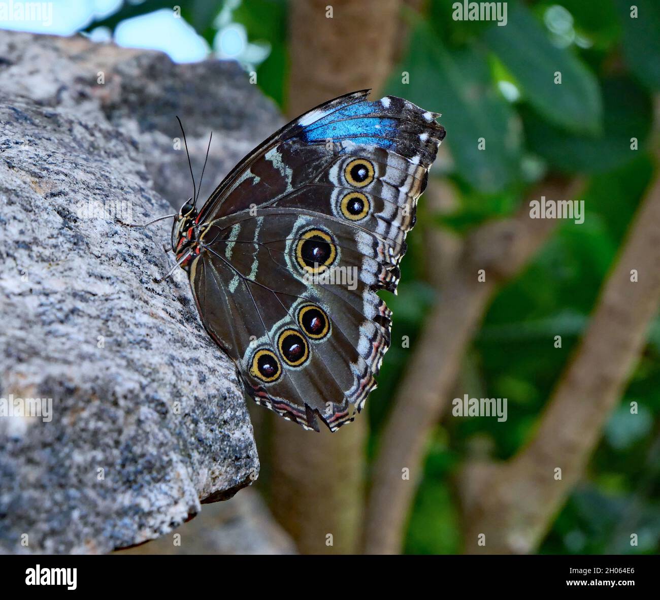 Farfalla Morpho blu a riposo su una roccia, mostrando gli occhiali sul lato inferiore della sua ala Foto Stock