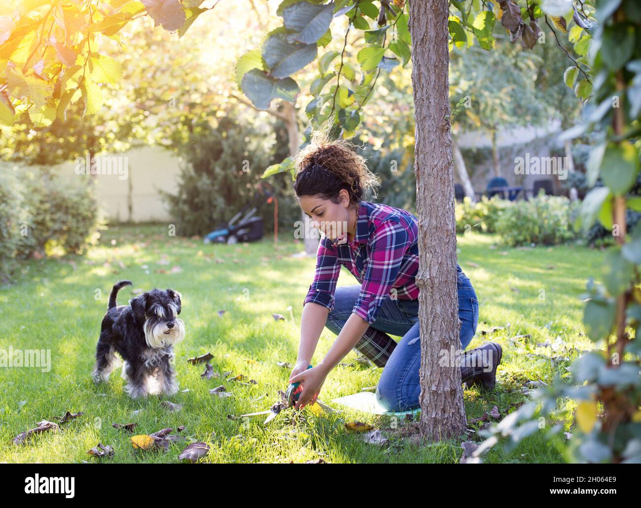 Donna che taglia l'erba con le forbici intorno all'albero mentre il cane cute guarda Foto Stock
