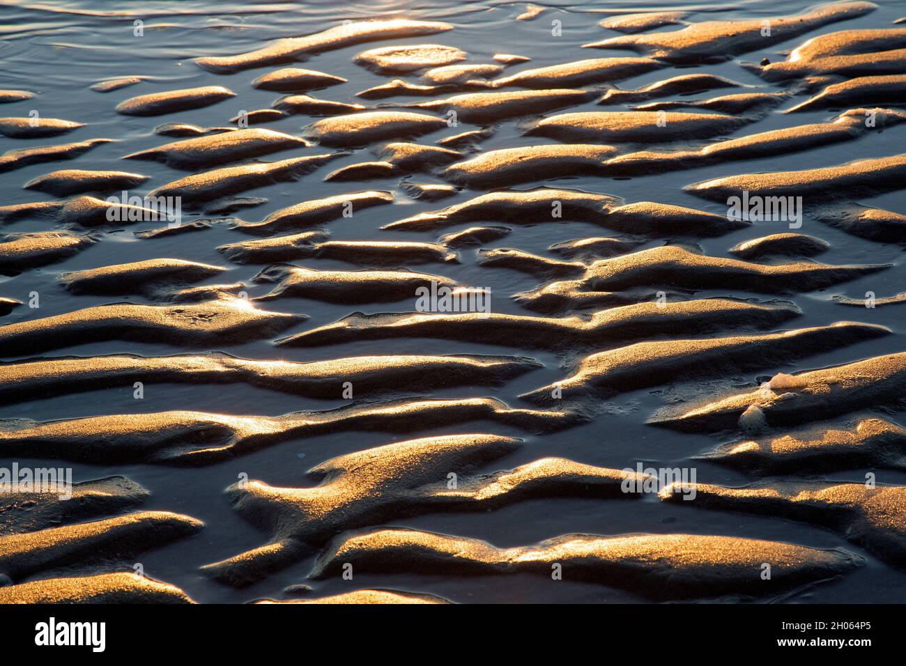 Disegno astratto di sabbia, ondeggia di sabbia su fango piano / spiaggia a bassa marea al tramonto, Wadden Sea National Park, Schleswig-Holstein, Germania Foto Stock