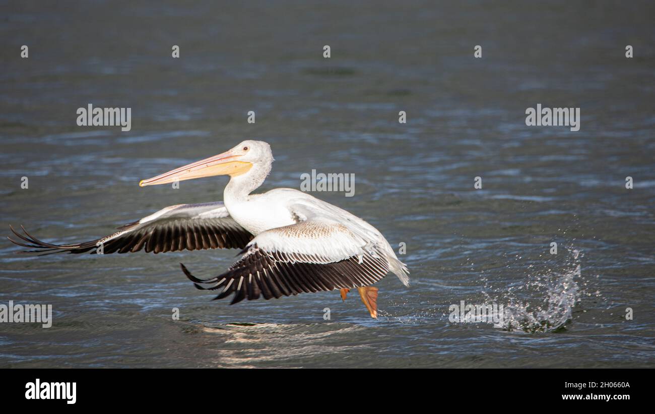 White Pelican a Eagle Lake nella contea di Lassen, California, USA. Foto Stock