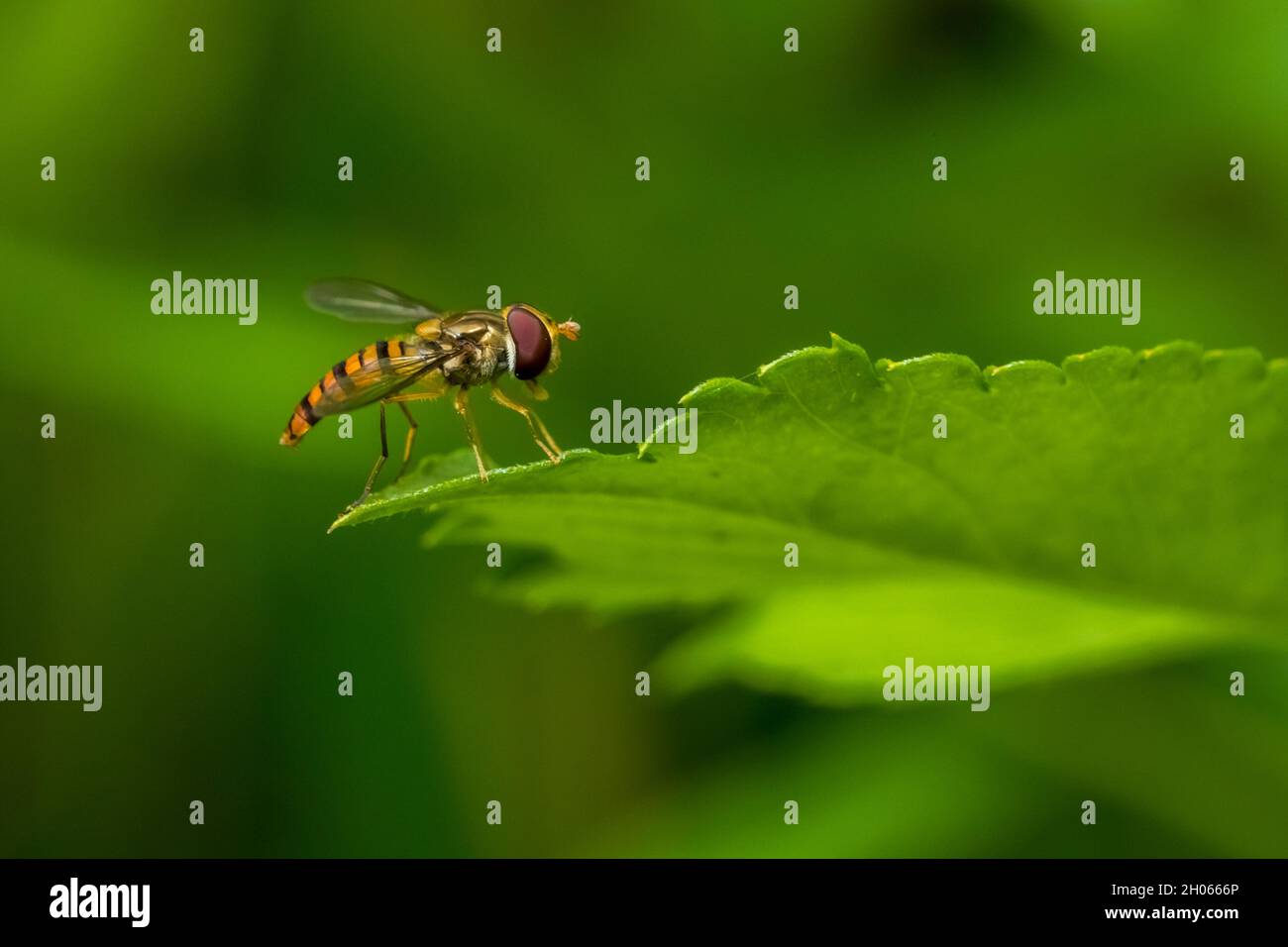 Hoverflies (Syrphidae) che si posano su foglie verdi Foto Stock