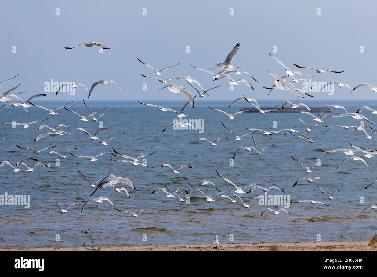 Gregge di gabbiani in partenza sulle rive del lago Michigan Foto Stock
