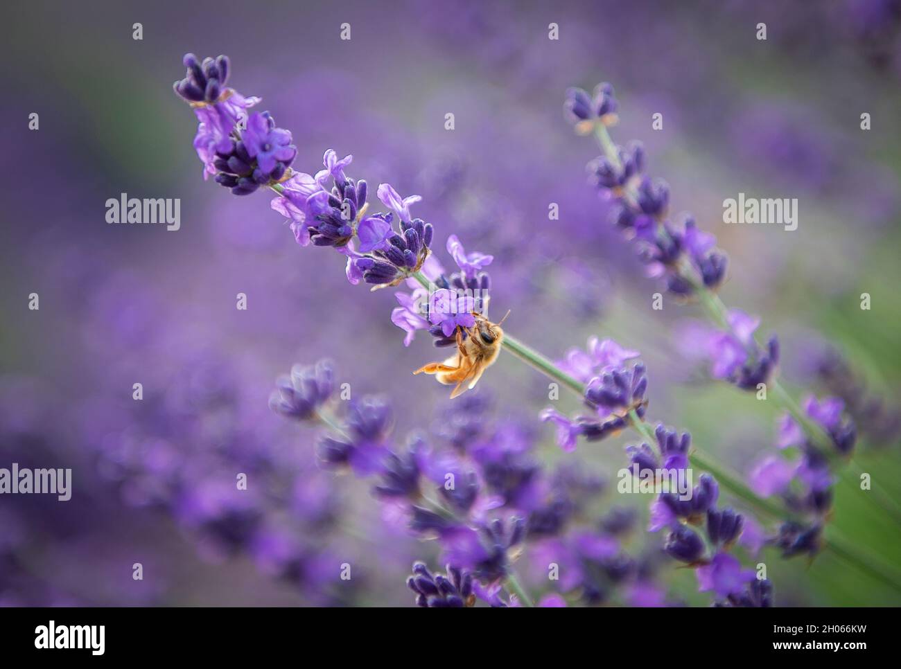 Miele Bee impollinating Lavanda appicando capovolto Foto Stock