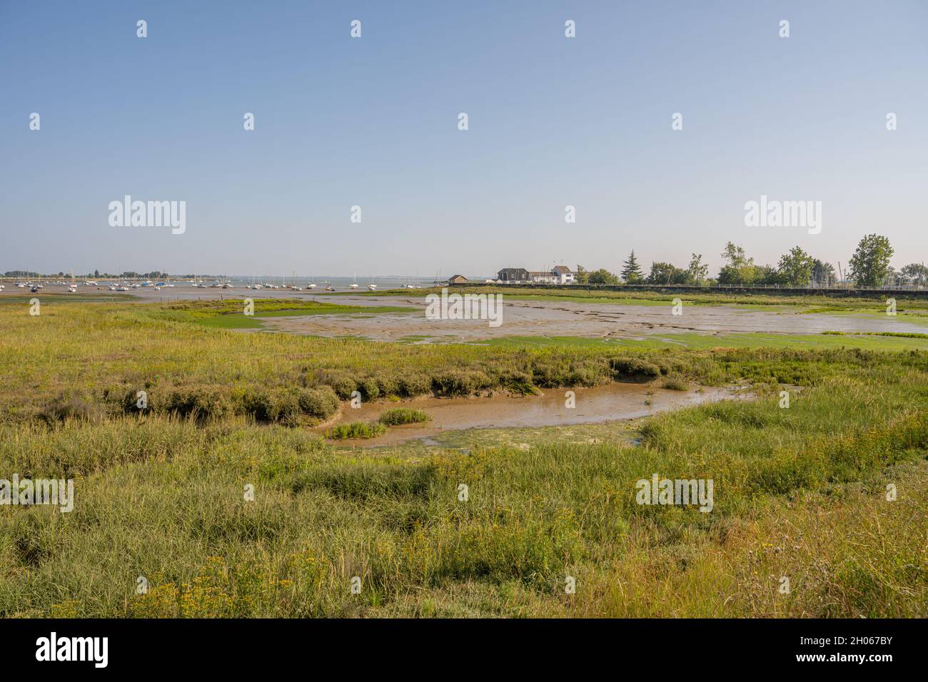 Le paludi di sale a Heybridge Basin si affaccia sul fiume Blackwater Foto Stock