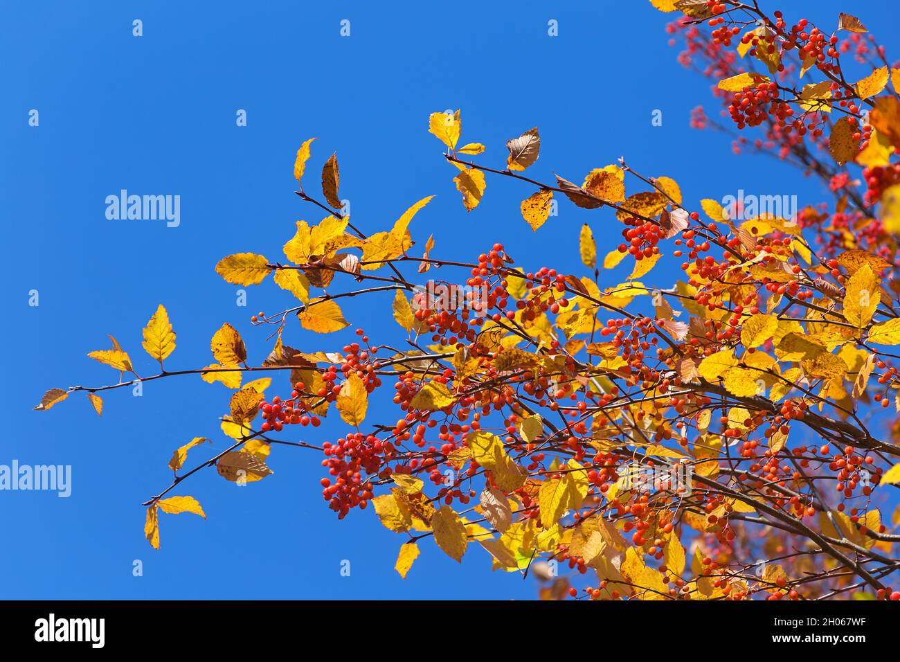 Rami autunnali con foglie gialle e bacche rosse contro il cielo blu Foto Stock