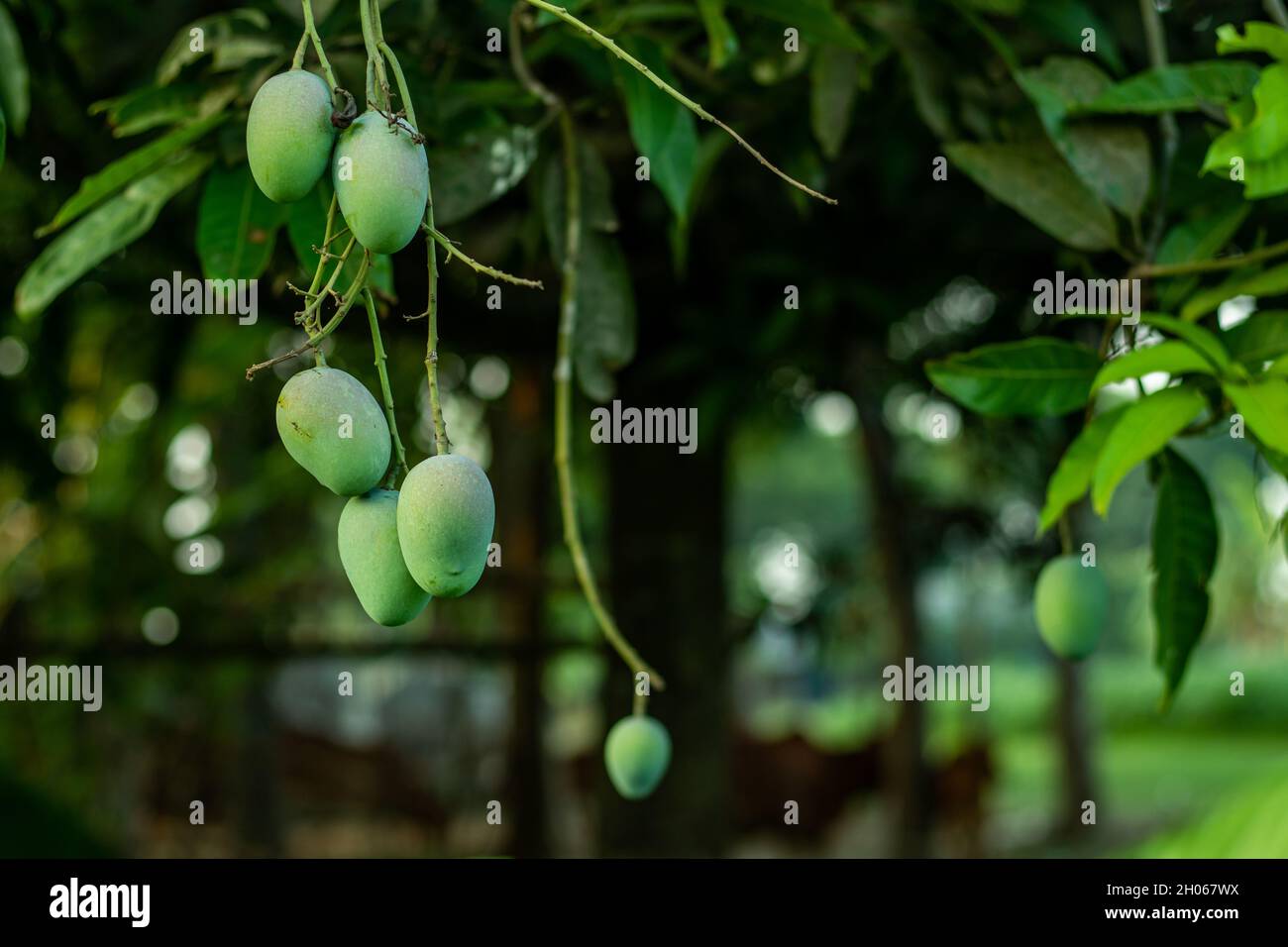 Una frutta di stagione ricca di molte vitamine di mango e mango crudo verde che è molto asino da mangiare Foto Stock