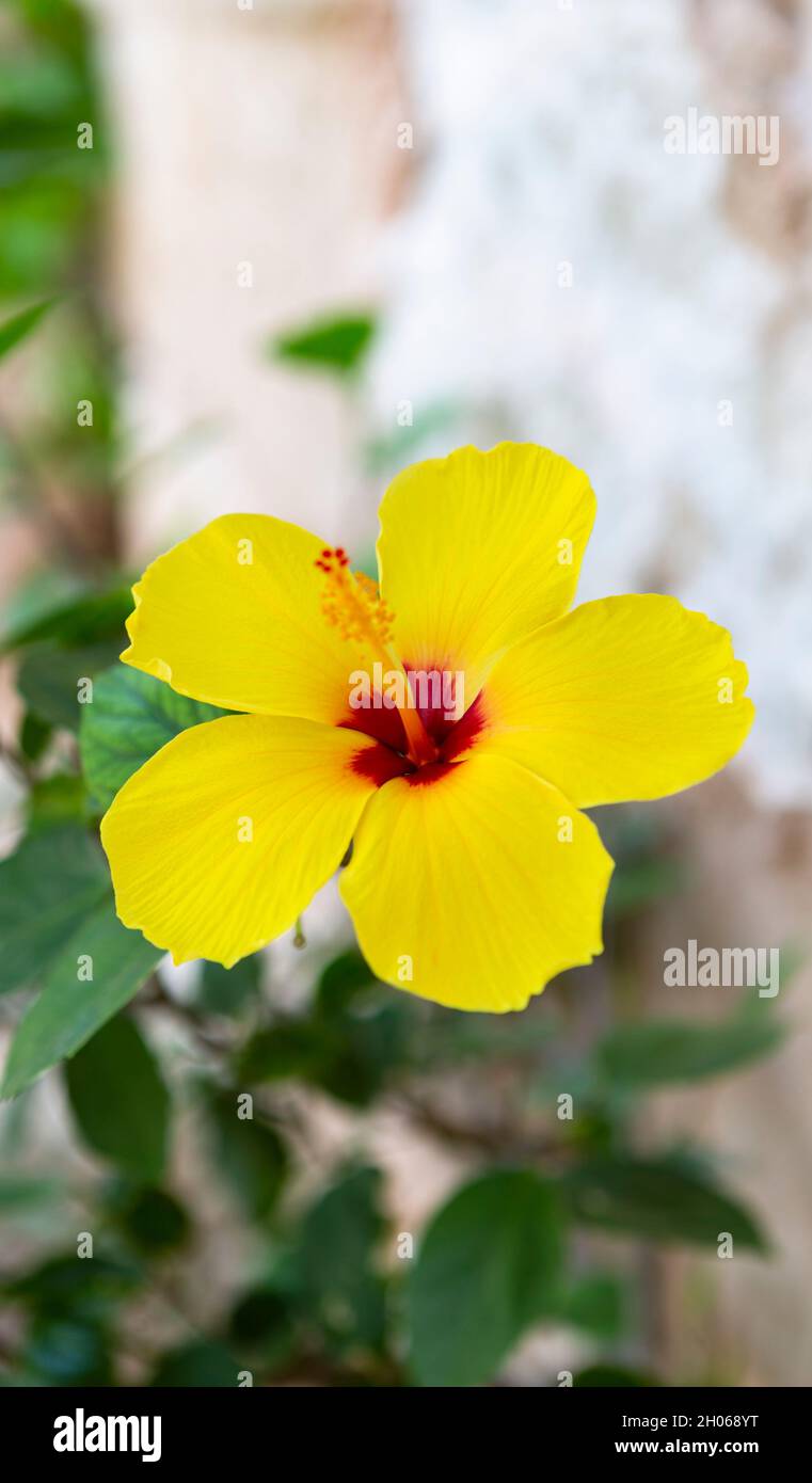 La foto mostra un bel fiore giallo clematide alla luce del giorno Foto Stock
