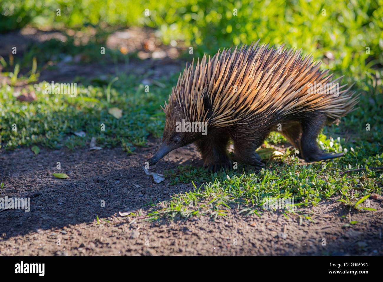 Echidna camminando sull'erba Foto Stock