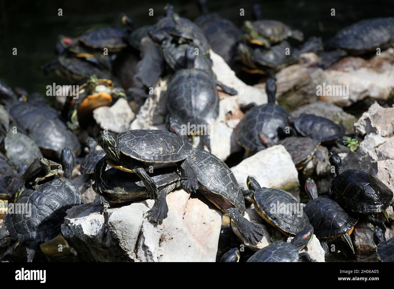 Le tartarughe a laghetto godono del sole nel giardino nazionale di Atene. Il terrapina balcanica (Mauremys rivulata) è una specie di terra Foto Stock