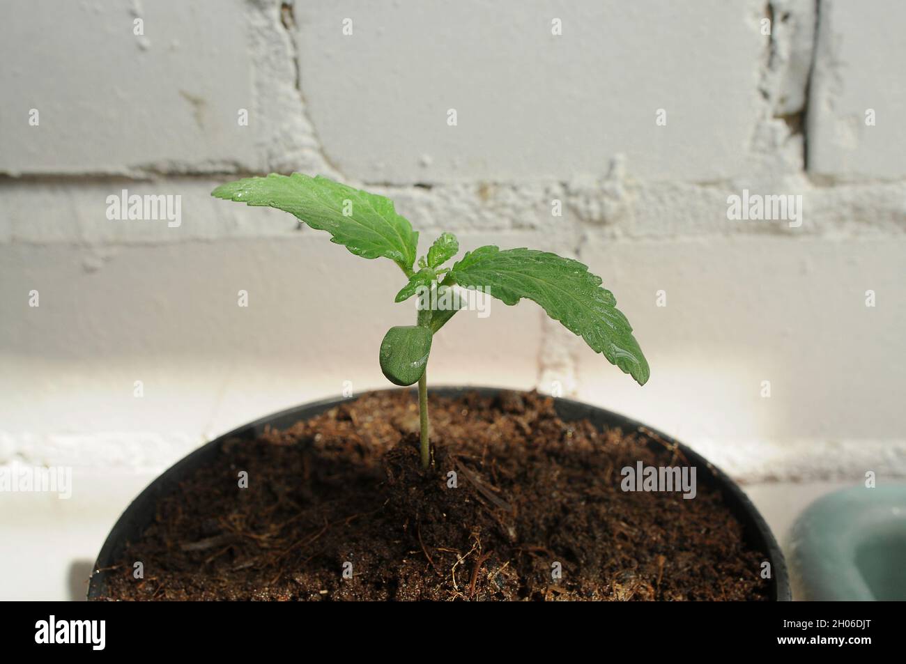 Primo piano germoglio di cannabis, vista dall'alto. Il rametto fresco di canapa giovane cresce in terreno di cocco, posa piatta. Concetto di crescita micro. Foto Stock Primo piano germoglio di cannabis, vista dall'alto. Il rametto fresco di canapa giovane cresce in terreno di cocco, posa piatta. Concetto di crescita micro. Foto Stock