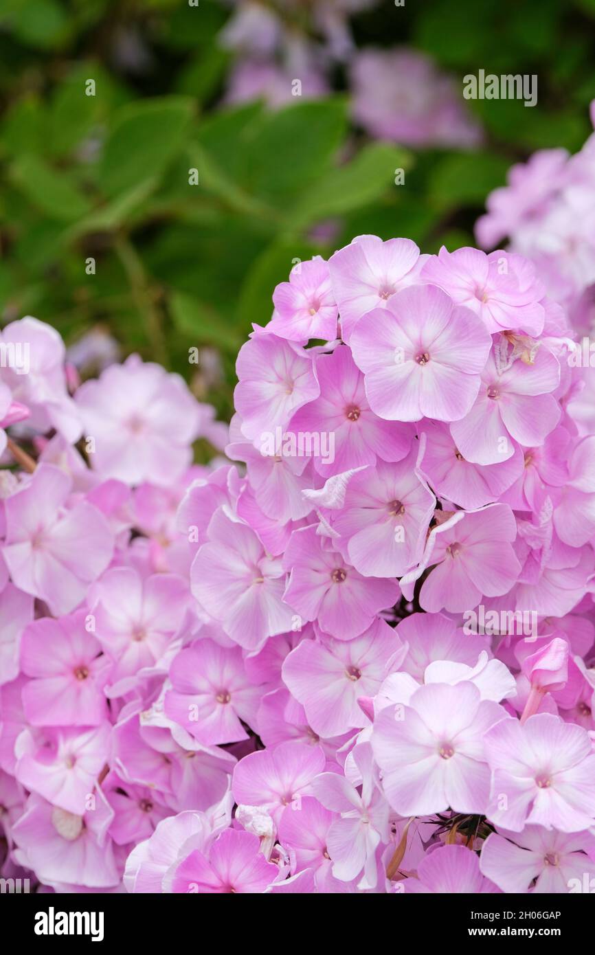 Phlox paniculata 'Salmon solutore' Giardino Phlox, Fall Phlox, Phlox perenne, Phlox Estate, Tall Phlox Foto Stock