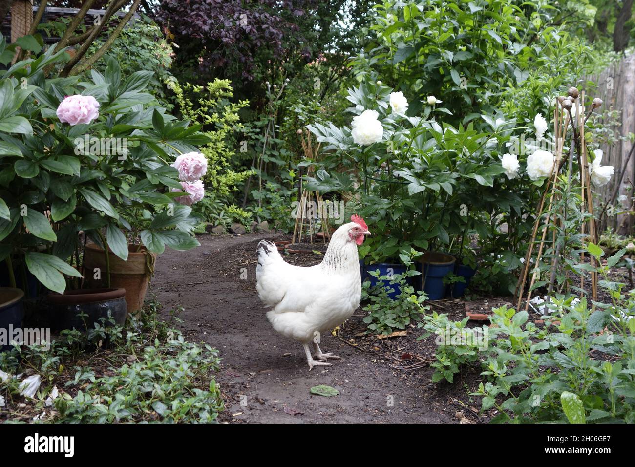 Orto biologico di pollo con gallina bianca Sussex Foto Stock