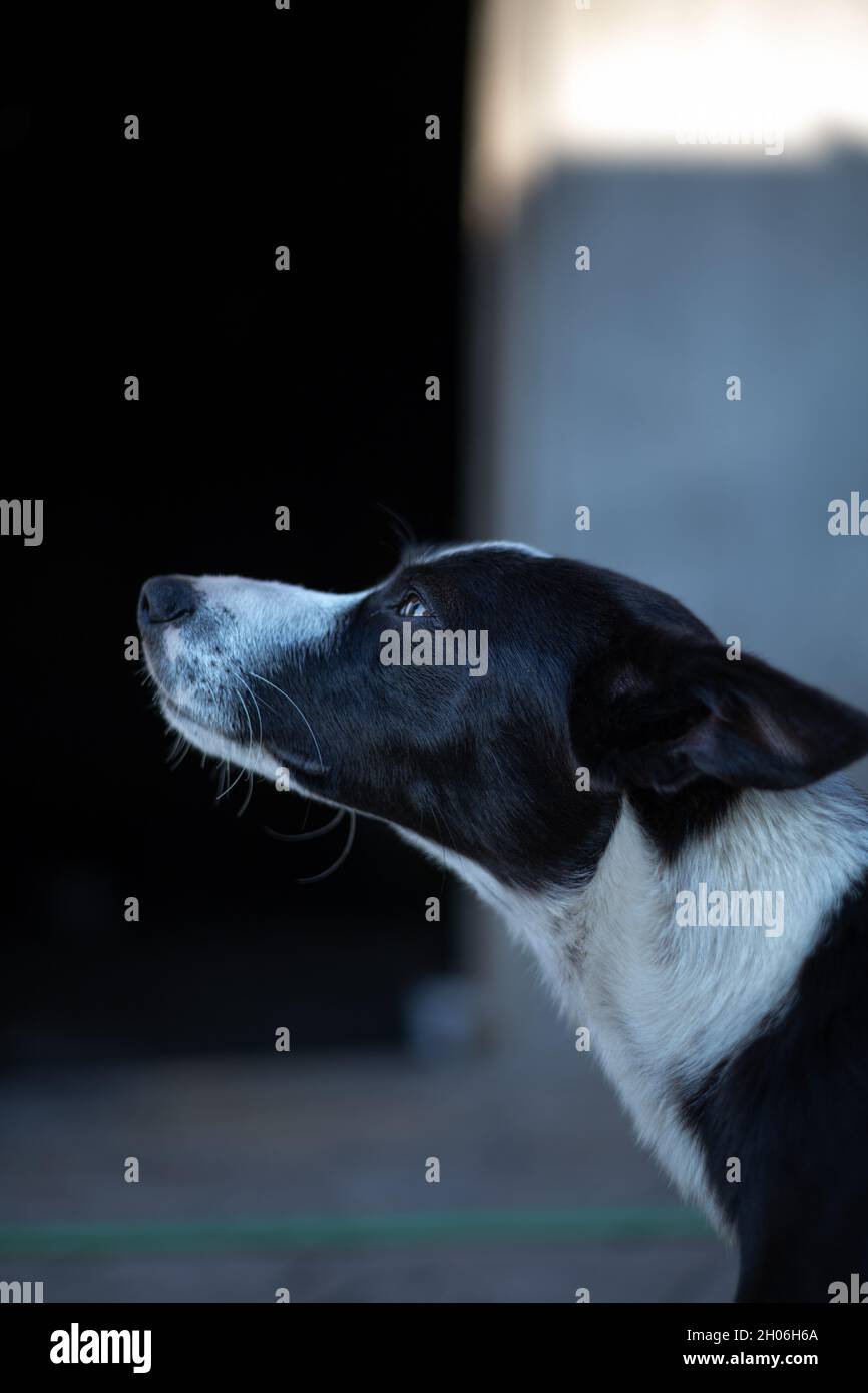Cane Foto Stock
