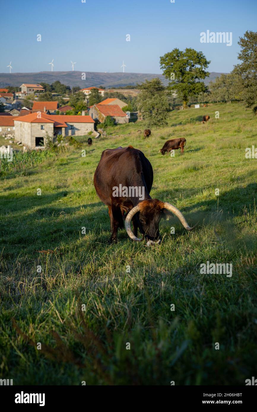 Mucche Foto Stock