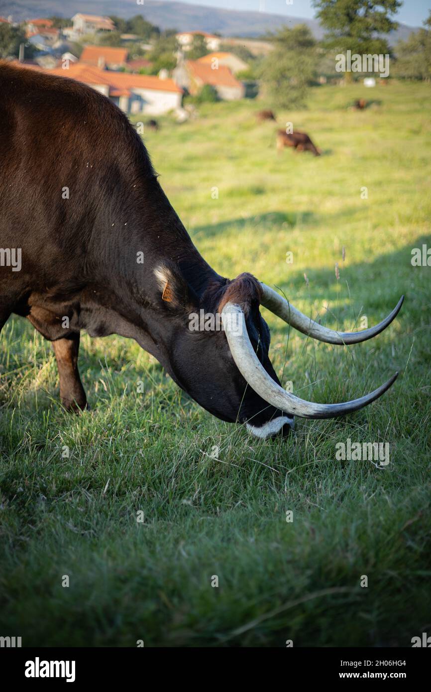 Mucche Foto Stock
