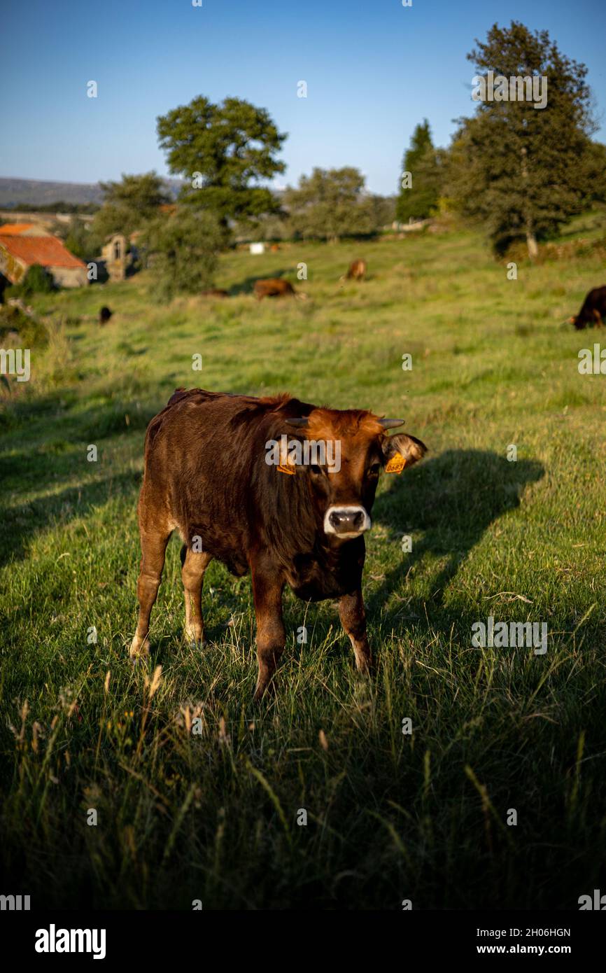 Mucche Foto Stock