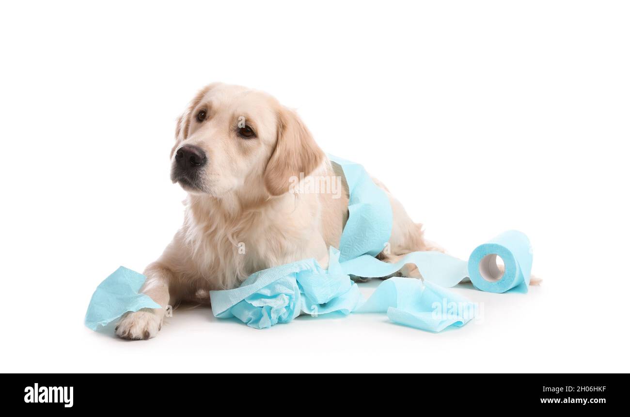 Carino cane che gioca con rotolo di carta igienica su sfondo bianco Foto  stock - Alamy