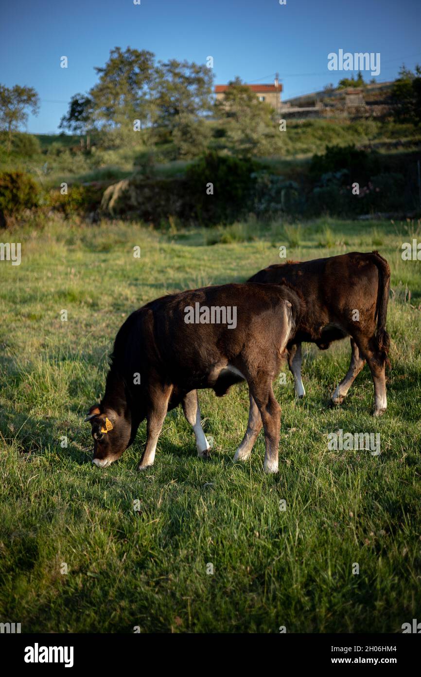 Mucche Foto Stock