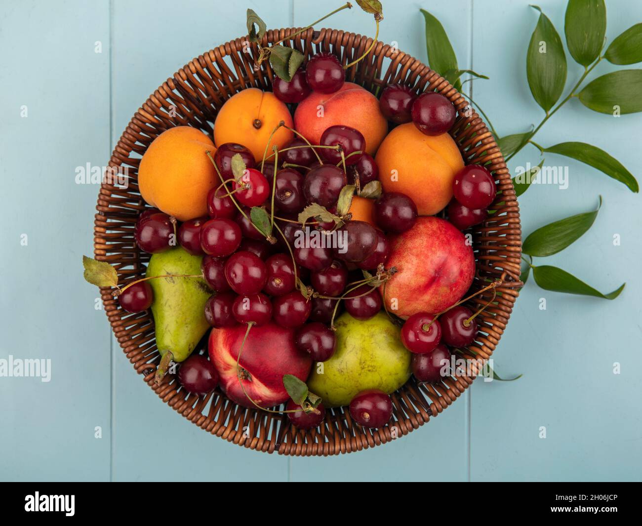 vista dall'alto della frutta come ciliegia pesca albicocca pera in cestino con foglie su sfondo blu Foto Stock
