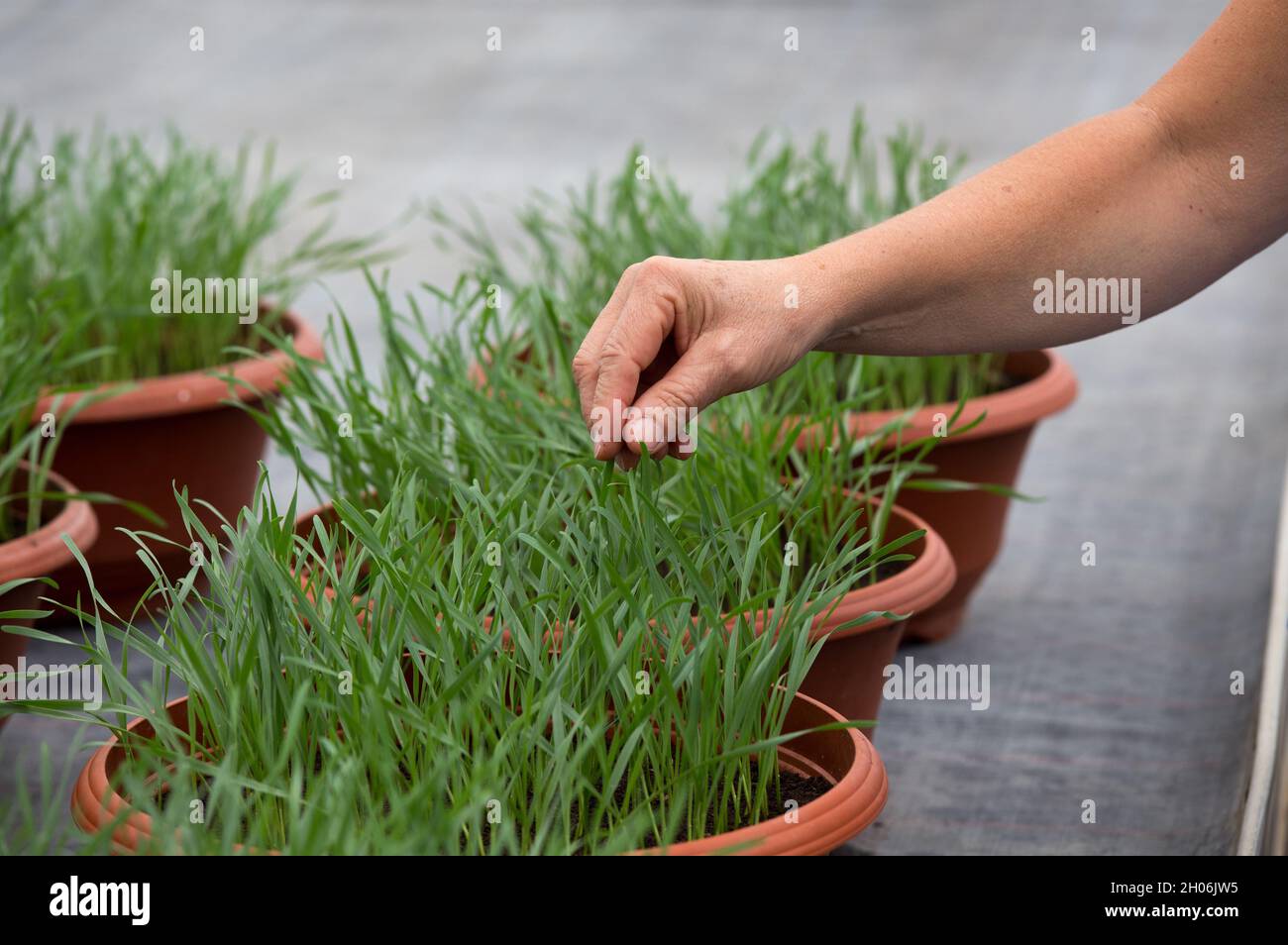 Primo piano di mano femminile che tocca foglie di piante in vasi di fiori Foto Stock