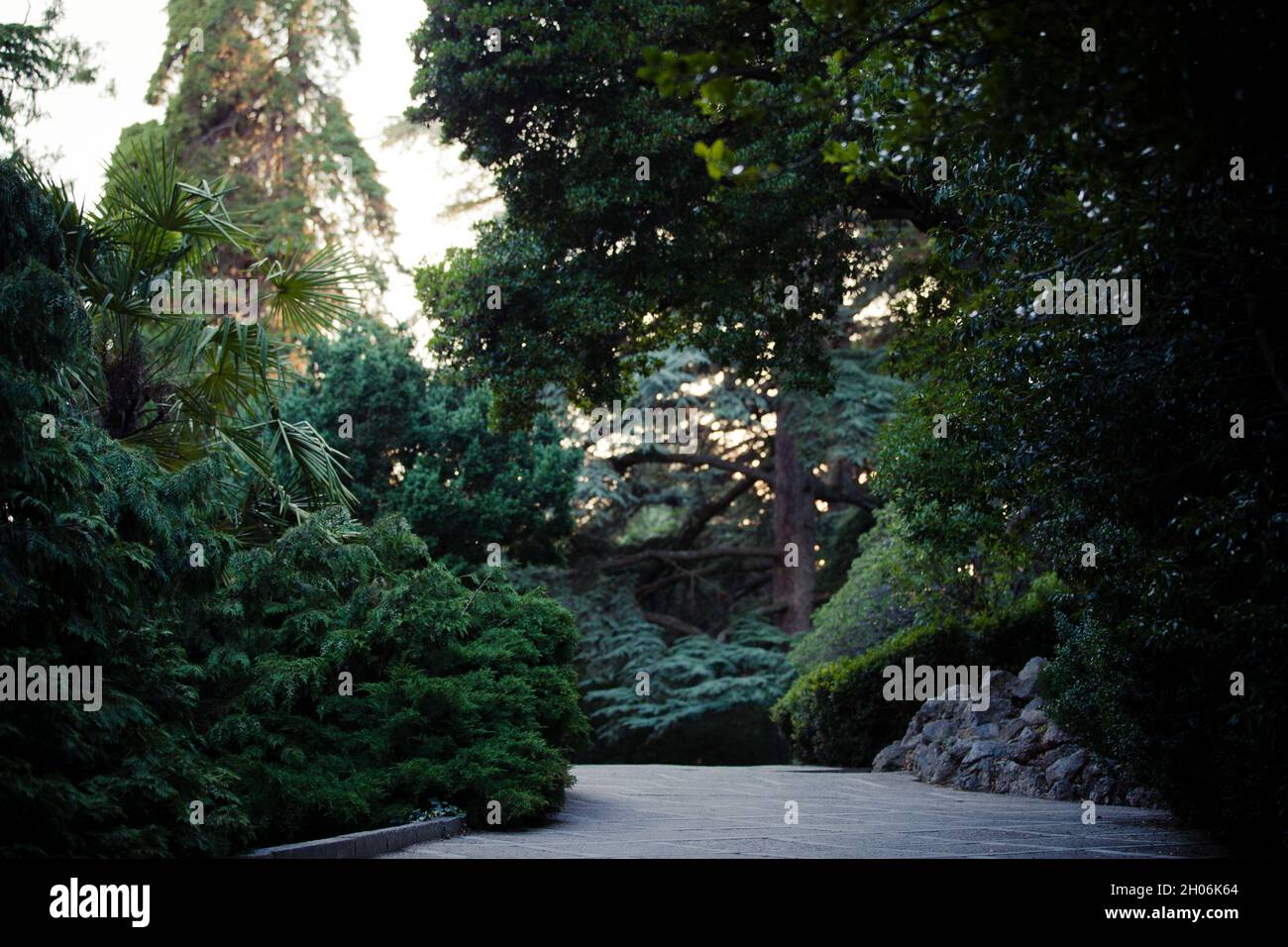 Una strada alle profondità della foresta. Interessante ciò che ci aspetta alla fine del percorso Foto Stock